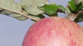 Dr. Hauschka Behandlung Freiburg