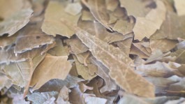 Dr. Hauschka Behandlung Freiburg