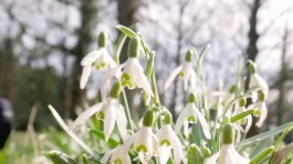Dr. Hauschka Behandlung Freiburg