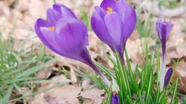 Dr. Hauschka Behandlung Freiburg