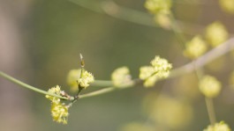 Dr. Hauschka Behandlung Freiburg
