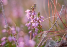 Dr. Hauschka Behandlung Freiburg