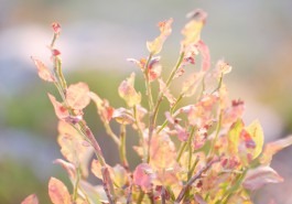 Dr. Hauschka Behandlung Freiburg