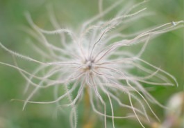 Dr. Hauschka Behandlung Freiburg