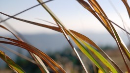 Dr. Hauschka Behandlung Freiburg