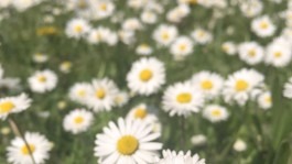 Dr. Hauschka Behandlung Freiburg