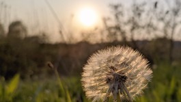 Dr. Hauschka Behandlung Freiburg