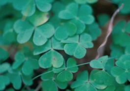 Dr. Hauschka Behandlung Freiburg