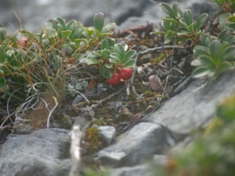 Dr. Hauschka Behandlung Freiburg