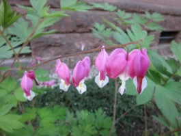 Dr. Hauschka Behandlung Freiburg